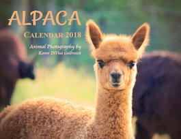 Alpaca Calendar 2018: Animal Photography Wall Calendar	
